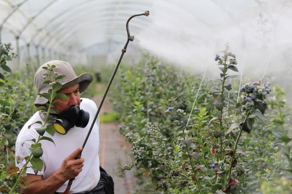 A grower in a respirator spraying plants in a greenhouse